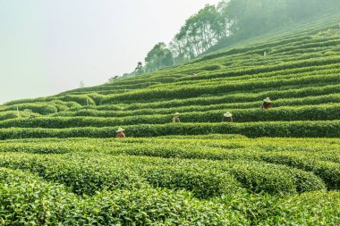 Hangzhou Batı Gölü Longjing Çay Bahçesi