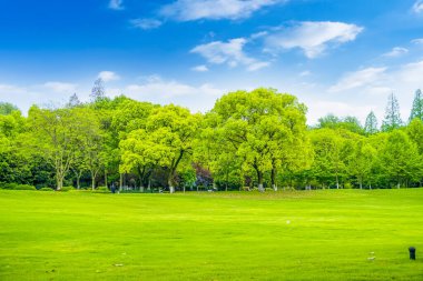 Parktaki yeşil orman çimleri