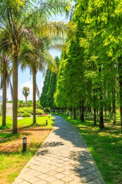 Çin 'de yeşil ağaçlar park et