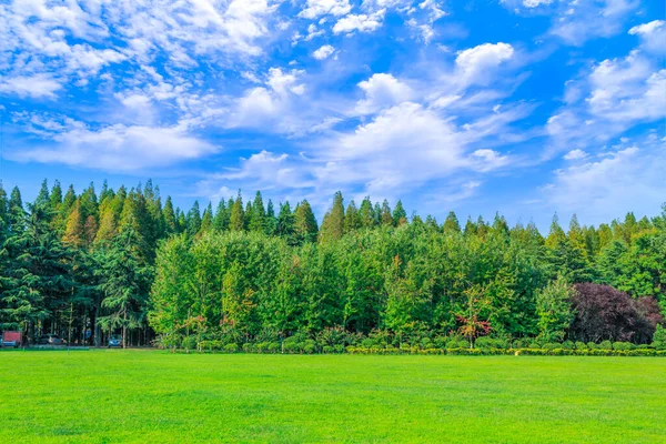 Zielona Trawa Leśna Parku — Zdjęcie stockowe