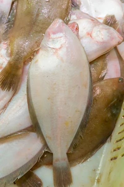 stock image Flatfish natural food background