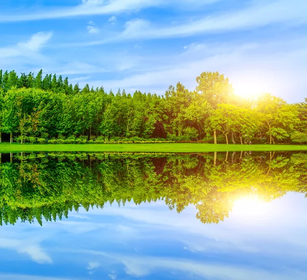 Parktaki yeşil orman.