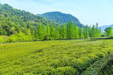 Batı Gölü 'ndeki Longjing çay bahçesi.