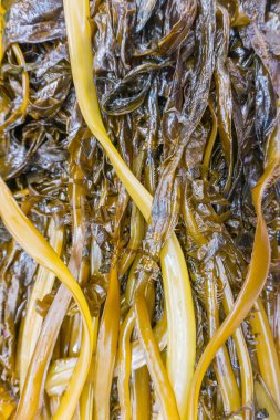 Yosun doğal besin geçmişi