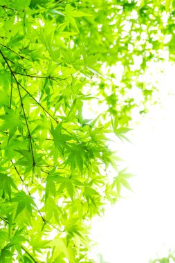 Yeşil yaprak kenar arkaplanı