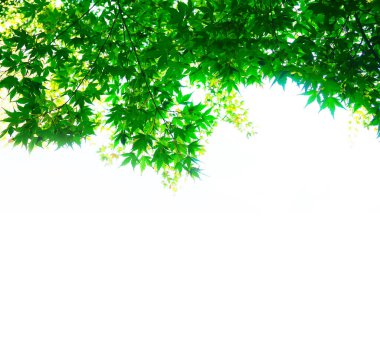 Yeşil yaprak kenar arkaplanı