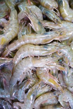 Karidesin doğal besin kaynağı