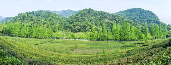 Longjing Thee Tuin Hangzhou West Lake — Stockfoto