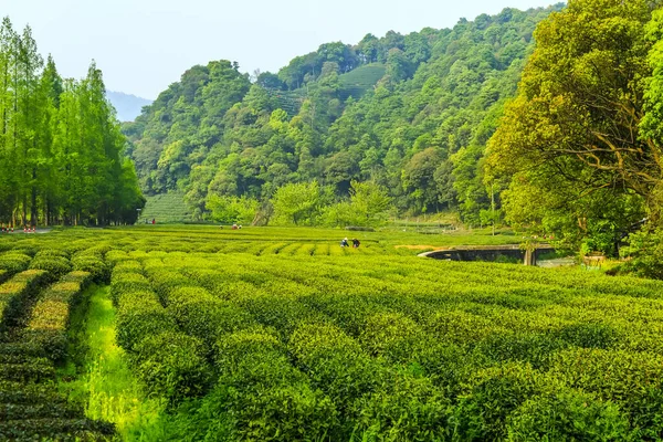 Longjing Theetuin West Lake — Stockfoto