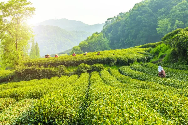 Batı Gölü 'ndeki Longjing çay bahçesi.