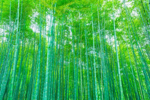 Bambuskog Kina — Stockfoto