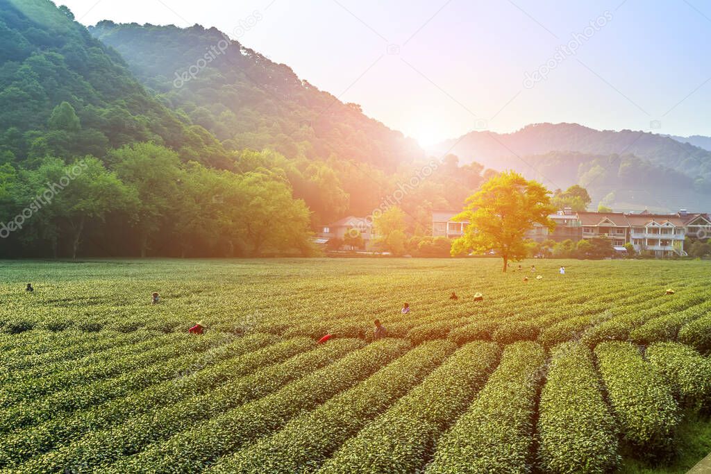 Longjing tea garden, Hangzhou, West Lake