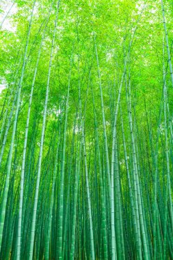  Çin 'deki bambu ormanı.