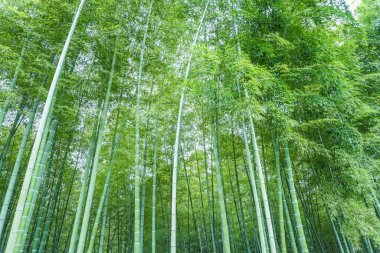 Çin 'deki bambu ormanı.