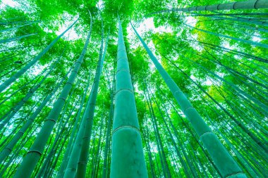  Çin 'deki bambu ormanı.