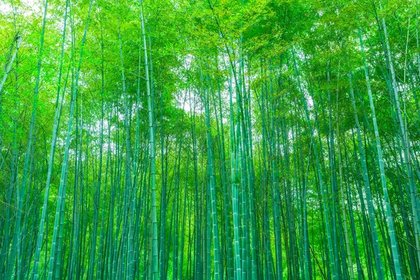 Forêt Bambous Chine — Photo