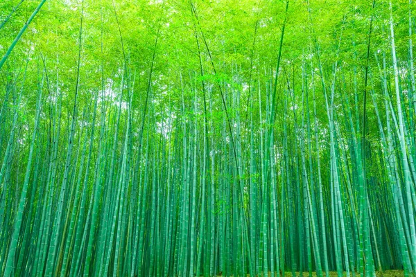 Las Bambusowy Chinach — Zdjęcie stockowe