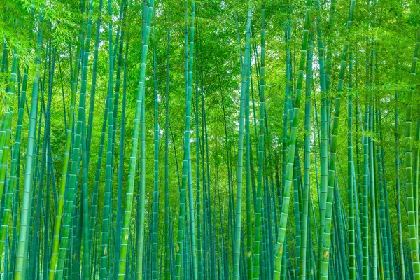 Floresta Bambu China — Fotografia de Stock