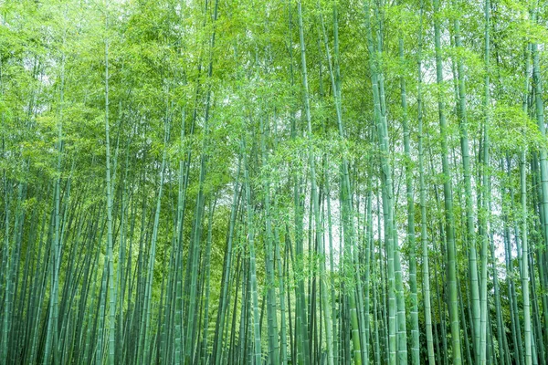 Floresta Bambu China — Fotografia de Stock