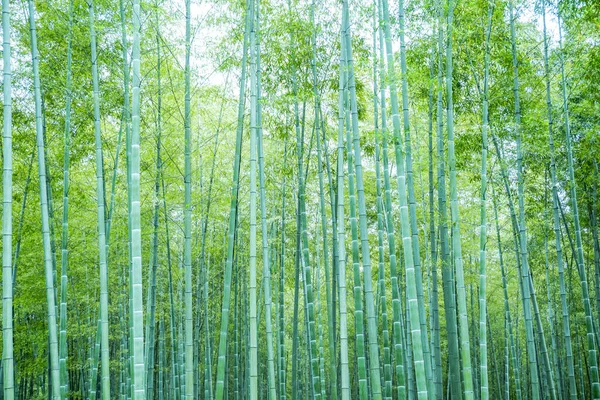 Bamboo Forest China — Stock Photo, Image