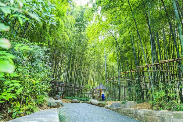 Floresta Bambu China — Fotografia de Stock