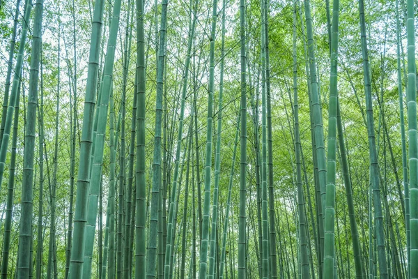 Forêt Bambous Chine — Photo