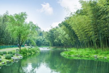 Çin 'deki bambu ormanı.