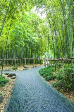  Çin 'deki bambu ormanı.