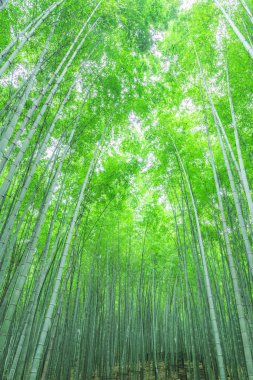  Çin 'deki bambu ormanı.