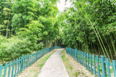  Çin 'deki bambu ormanı.