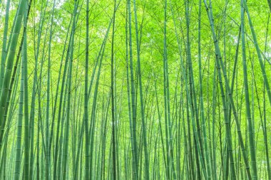  Çin 'deki bambu ormanı.