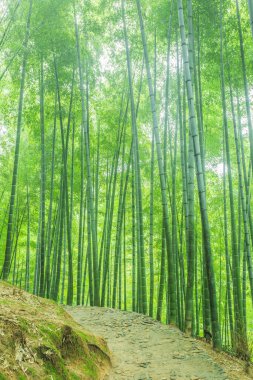  Çin 'deki bambu ormanı.