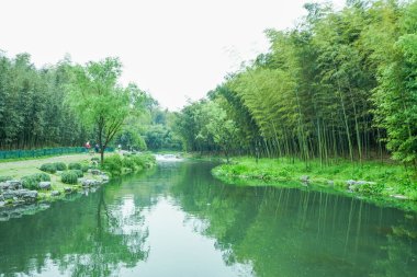 Çin 'deki bambu ormanı.
