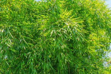 Çin 'deki bambu ormanı.