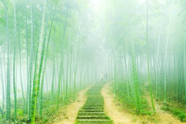 Çin 'deki bambu ormanı.