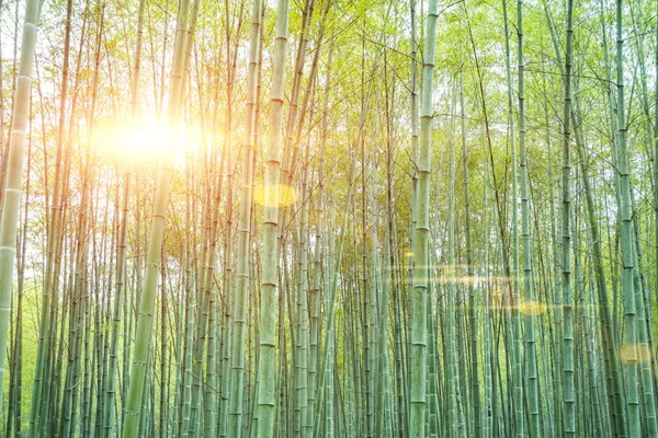 Бамбуковые Леса Китая — стоковое фото