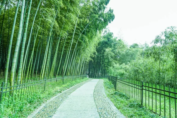 Çin Deki Bambu Ormanı — Stok fotoğraf