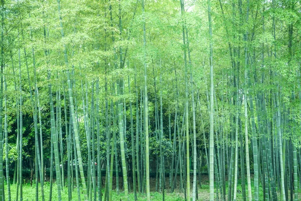 Bambusový Les Číně — Stock fotografie
