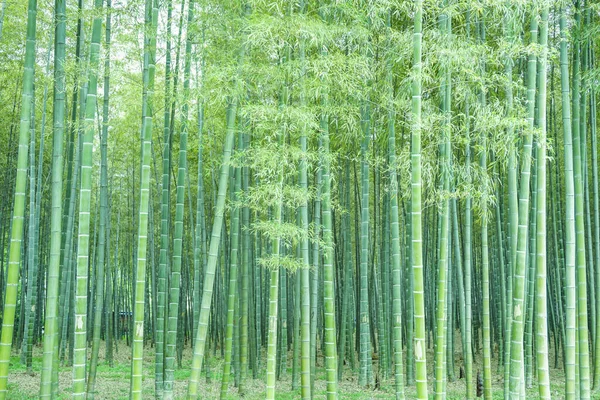 Forêt Bambous Chine — Photo