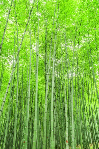 Bosque Bambú China — Foto de Stock