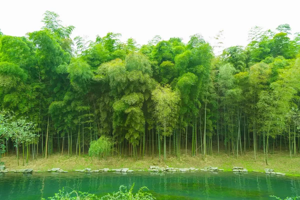 中国竹林 — 图库照片