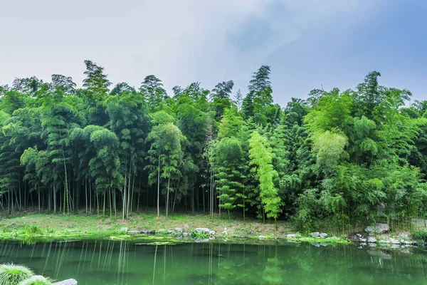 Bambuskog Kina — Stockfoto