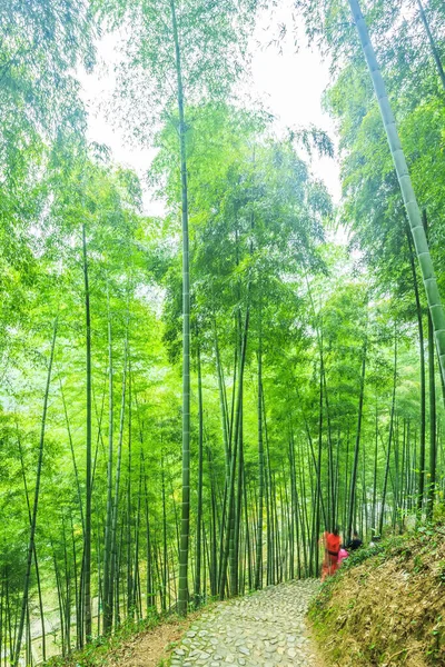 中国竹林 — 图库照片