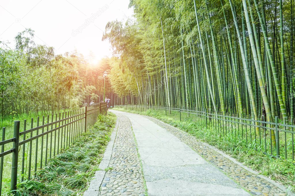 bamboo forest in China