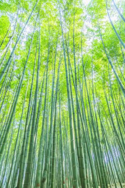  Çin 'deki bambu ormanı.