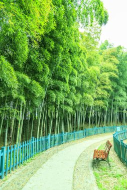  Çin 'deki bambu ormanı.