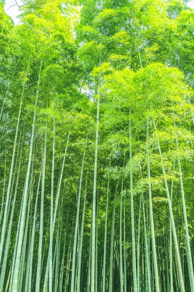Bosque Bambú China — Foto de Stock