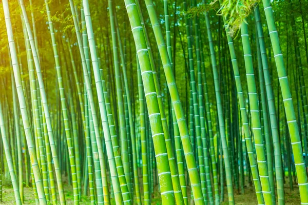 Floresta Bambu China — Fotografia de Stock