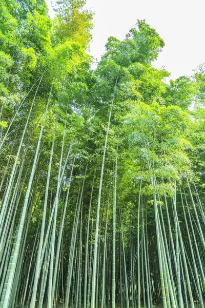 Floresta Bambu China — Fotografia de Stock