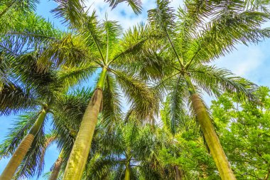 Çin, Asya 'da avuç içi